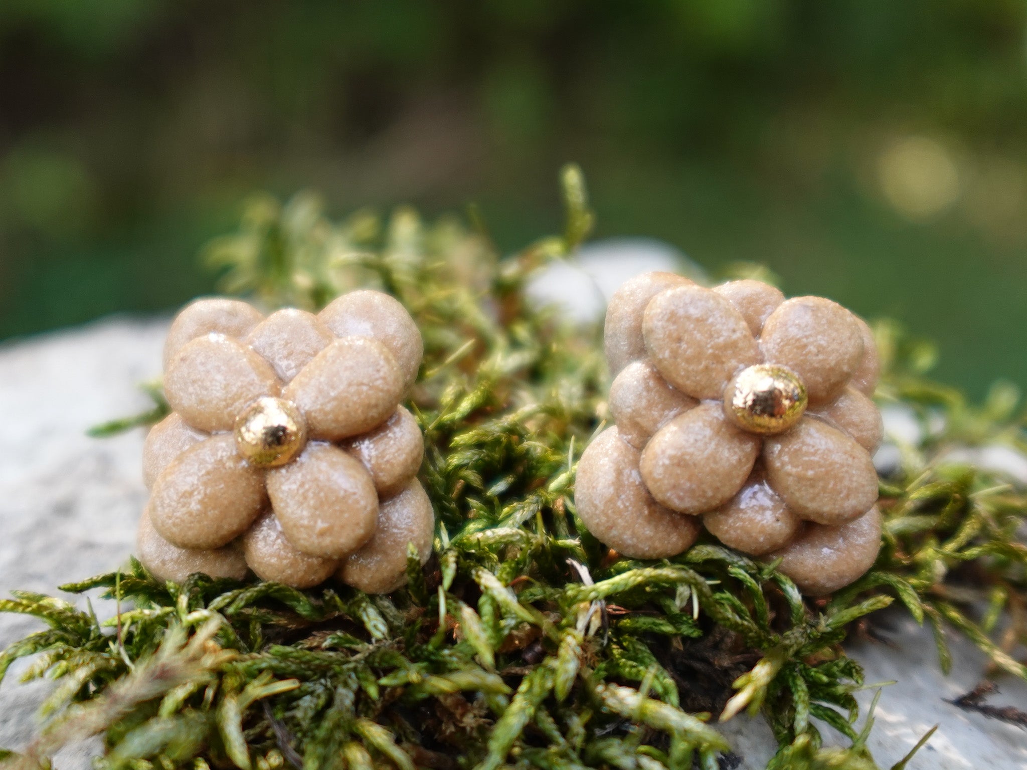 Blossom Studs in Golden Hour