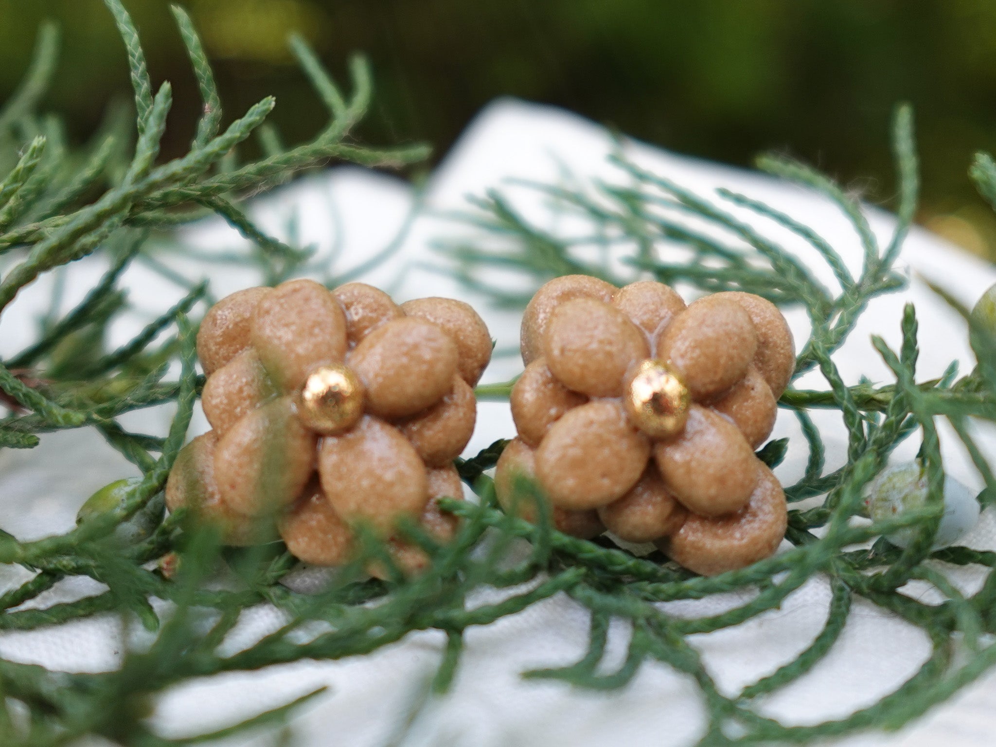 Blossom Studs in Golden Hour